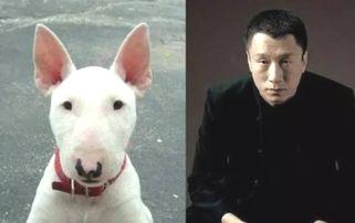 明星狗图片,萌宠界的璀璨明星